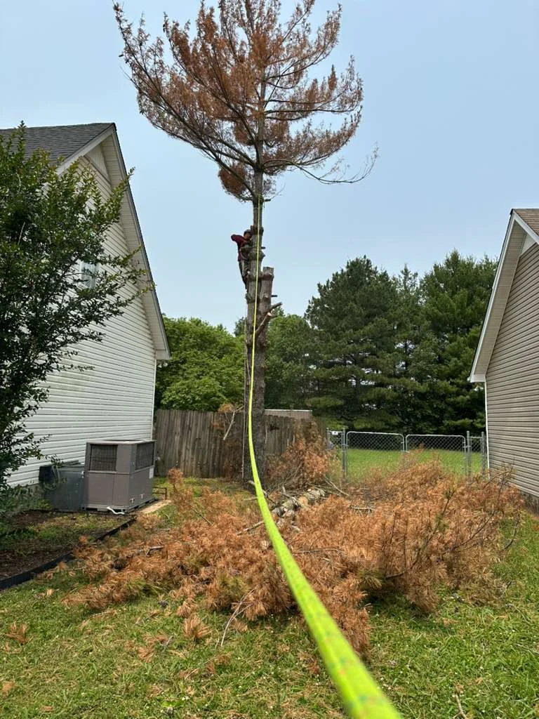 Trabajo de TYM Landscaping 29